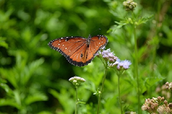 During the Spring, Summer, and Fall, our gardens at the Picnic Pavilion are a haven for butterflies and local plants.